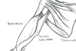 Muscles of the Shoulder: Triceps Brachaii, Dissection 05/25/04